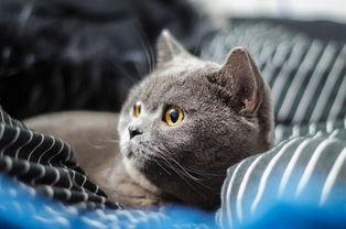 蓝猫娱乐圈吃瓜,揭秘明星幕后吃瓜大揭秘